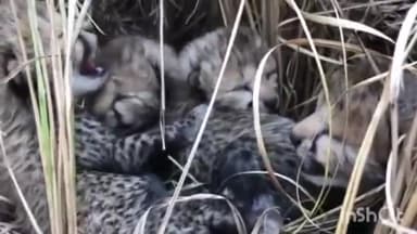 हुज़ूर: सीएम हाउस में सीएम शिवराज ने  कहा, नन्हें मेहमानों के आने का अप्रतिम आनंद