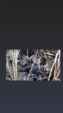 सबलगढ़: #kuno abhyaaranya shyopur me liya 4 shabako.ne liya janm #goodnews