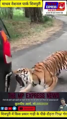 माधव नेशनल पार्क में गाड़ी के पीछे भागता दिखा एक शेर#nationalpark#shivpuri#mp#india#https://youtu.be/mIi9OPLjOoI
