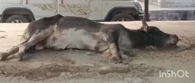 मोहम्मदी: मोहम्मदी कोतवाली क्षेत्र अंतर्गत हरीनगर में ट्रॉली की टक्कर से एक सांड गंभीर रुप से हुआ घायल