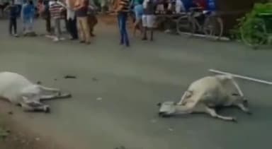 चितरंगी: चितरंगी मुख्य मार्ग में ग्राम रमडीहा के पास कोल परिवहन में लगे ट्रक वाहन ने रोड पर खड़े दो गौवंशो को मारी टक्कर,हुई मौत