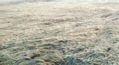 भदोही: भदोही में प्रकृति की मार से किसान परेशानसरकारी नुमाइंदे नहीं देरहे  ध्यान शासन के आदेश के बावजूद भी फसलों का मुल्याकन