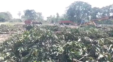 गढ़मुक्तेश्वर: गांव खिलवाई में आम के हरे पेड़ो पर वन माफियाओ ने चलाया आरा , भारी संख्या में काटे गए आम के हरे पेड़ ।
