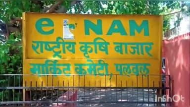 पलवल: जिले की अनाज मंडियों में गेहूं की आवक हुई शुरू, मार्केट कमेटी द्वारा बनाए गए 13 खरीद केंद्र