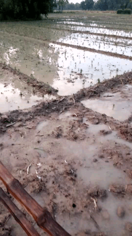असमय बारिश से गेहूं एवं तमाम फसलों को हुआ भारी नुकसान-रिपोर्ट मल्लावां=फॉलो करने का कष्ट जरूर करें@खेती-बाड़ी#खेतीबाड़ी
