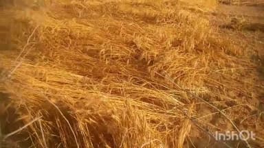 बिलग्राम: बिलग्राम इलाके मे तेज हवा के साथ हुई वारिस और ओला वृष्टि फसलो को पहुंचा भारी नुकसान