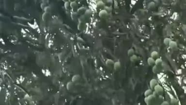 जांजगीर: शासकीय उद्यान पुटपुरा में आम फलबहार की नीलामी 3 अप्रैल को