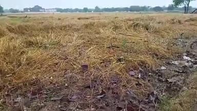 केराकत: तेज बारिस से तरियारी, परमानंदपुर, नदौली,छितौना अकबरपुर समेत कई गांवों में किसानों के गेहूँ की फसल गिरकर हुई बर्बाद