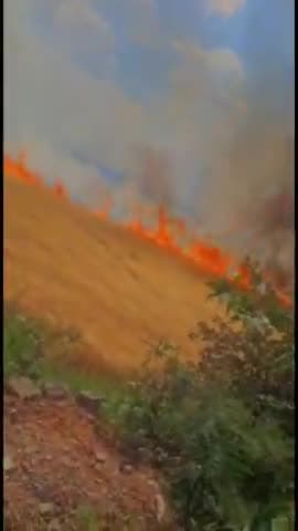 सलामतपुर में खड़ी फसल में लगी आग जिसे में पूरी फसल जलकर खाक हो गई है बही स्थानीय  
लोगो  ने आग पर काबू किया #salamatpur