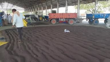 सोनीपत: अनाज मंडी सोनीपत में ₹5200 प्रति क्विंटल तक लगी सरसों की बोली, बरसात की वजह से आवक कम; रविवार को बंद रही सरकारी खरीद