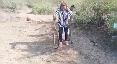 लटेरी: ग्राम पंचायत मुरवास में दो अलग-अलग स्थानों से स्नेक सेवर परवेज ने इंडियन कोबरा नामक जहरीले सांपों का किया रेस्क्यू