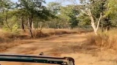 पन्ना: जंगलों को आगजनी की घटना से बचाने के लिये टाइगर रिजर्व के फील्ड डायरेक्टर ने की जन सहयोग की अपील