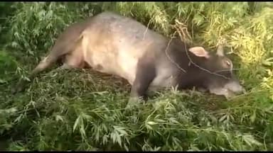 धनौरा: गांव काकाठेर के पास घायल अवस्था में पड़ा मिला पशु, एक युवक ने पशु चिकित्सा अधिकारी को दी सूचना