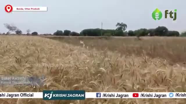 गेंहू की फसल में समय से खरपतवार साफ करना है ज़रूरी, पैदावार होगी अच्छी
#gehukikheti #agriculture #farmers #farming