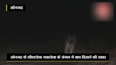 Sonbhadra शीश टोला के जंगल में बाघ 🐅 Uttar Pradesh #Diwakar Reporter