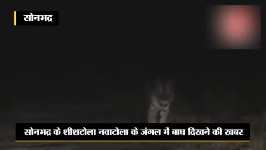 Sonbhadra शीश टोला के जंगल में बाघ 🐅 Uttar Pradesh #Diwakar Reporter