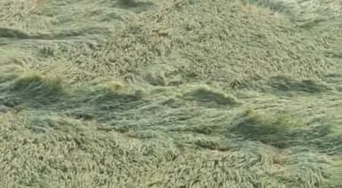 बुलंदशहर: ज़िले में बरसात के दौरान फसल खराब होने पर शिकायत दर्ज कराने के लिए नंबर किए गए जारी