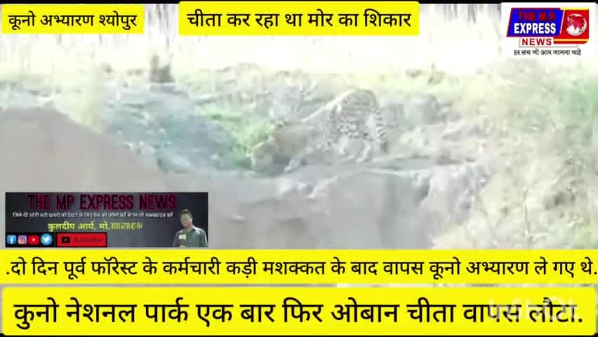 कुनो नेशनल पार्क एक बार फिर ओबान चीता वापस लौटा,#kunonationalpar#mp@