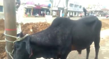 राघोगढ़: कैंट रोड पर खेत की तार पेंसिल में फंसे बेसहारा बैल के कान काटे, सूचना पर पहुंचे गौ सेवकों ने उपचार कर पहुंचाया गौशाला