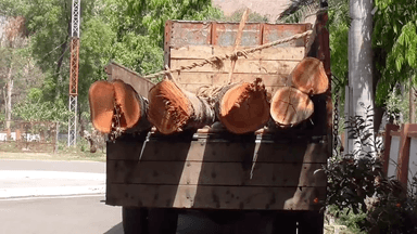 सिंगरौली: नवानगर पुलिस ने एनसीएल की बेशकीमती ₹12.80 लाख की इमारती लकड़ी को किया जप्त, 2 आरोपी गिरफ्तार