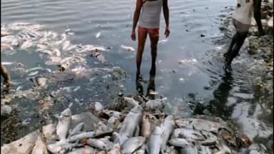 सिवनी: बुधवारी तालाब में अज्ञात कारणों से बड़ी संख्या में मरी मछलीया, तालाब का पानी खराब होने की जताई जा रही आशंका