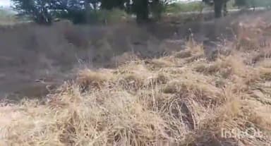 पोकरण: सूअरों से निजात दिलाने की मांग को लेकर पोकरण क्षेत्र के किसानों ने उपखंड अधिकारी प्रभजोत गिल को सौंपा ज्ञापन