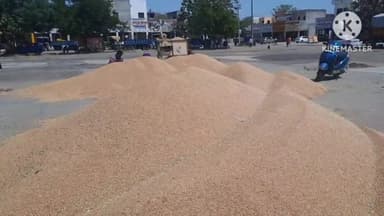 सोनीपत: सोनीपत अनाज मंडी में गेंहू की आवक बढ़ी,नमी अधिक होने की वजह से खरीद में देरी