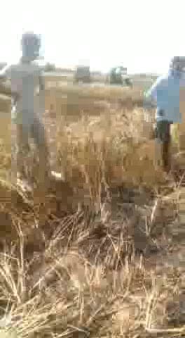 बहादुरगढ़: गांव मांडोठी के खेतों में वीरवार की सुबह लगी आग, दमकल विभाग की गाड़ियों ने पाया काबू