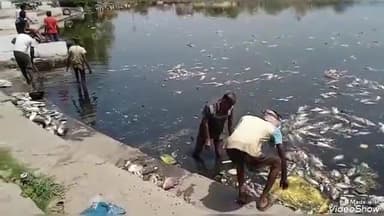 सिवनी: बुधवारी तालाब में जहरीले पानी से मृत हुईं मछलियों को निकाला गया बाहर, की जा रही है तालाब की साफ-सफाई