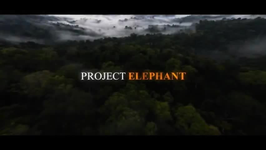 सरस्वती विहार: Project Elephant was launched in 1991-92 with the aim of protecting elephants and improving their habitats. #GajUtsav