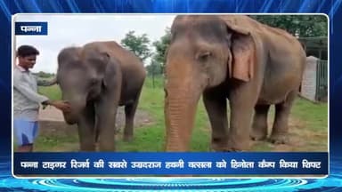 पन्ना: पन्ना टाइगर रिजर्व की सबसे उम्रदराज हथिनी वत्सला को हिनोता कैंप किया गया शिफ्ट, चिकित्सक ने किया स्वास्थ्य परीक्षण