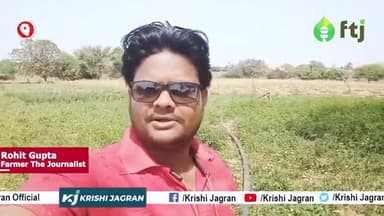 हल्की मिट्टी में भी कर सकते है टमाटर की खेती 

#tomatofarming #agriculture #farmers