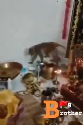 *बोब्बिली आंध्र प्रदेश में एक महिला अपने घर पर सीताकल्याणम कर रही थी। अचानक एक बंदर आया और प्रसाद लेकर उस महिला को गले से लगा लिया...!*

*# जय_श्री_राम #*🚩 🕉️