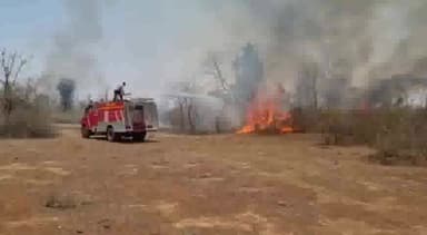 तेंदूखेड़ा: तेजगढ़ रेंज की सांगा बीट के जंगल में लगी आग, 2 एकड़ में लगे हजारों पेड़ पौधे जले, बड़ी मशक्कत के बाद आग पर पाया काबू