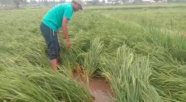 ಮುಂಡರಗಿ: ಕೊರ್ಲಳ್ಳಿ ಗ್ರಾಮದಲ್ಲಿ ಅಕಾಲಿಕ ಮಳೆ: ನೆಲಕಚ್ಚಿದ ಭತ್ತದ ಬೆಳೆ