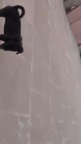 लूसी का खेल गाड़ी के साथ। बचपन किसी का भी हो, आखिर बचपन तो बचपन ही होता है।