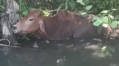 मुरादाबाद: मानसरोवर में गोवंश के नाले में गिरने की सूचना पर श्री गौमाता सेवा ट्रस्ट के सचिव ने गोवंश को नाले से निकाला बाहर