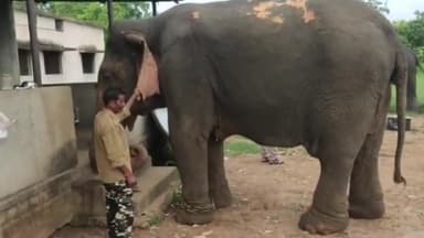 पन्ना: टाइगर रिजर्व की हथनी के उम्र संबंधी दस्तावेज न मिलने से गिनीज ऑफ वर्ल्ड रिकॉर्ड में नाम नहीं हो पा रहा दर्ज: FD