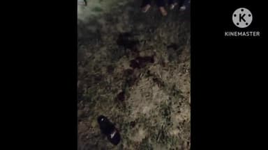 जगाधरी: रंजीतपुर खनन जोन शेरगढ़ स्क्रीनिंग प्लांट पर चली गोलियां, पुलिस ने किया मामला दर्ज तीन हुए जख्मी