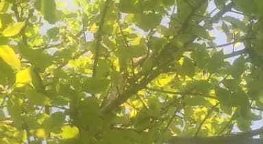 गढ़मुक्तेश्वर: गांव करीमपुर के रास्ते पर पेड़ पर विशालकाय अजगर देख मचा हड़कंप, वन विभाग को दी गई सूचना