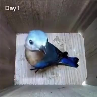 इस फोटोग्राफी में एक लंबा समय, 47 दिन लगे, और 3 मिनट से भी कम समय में संकलित किया गया, जिसमें हम निर्माता की भव्यता को देख सकते हैं,... प्रकृति माँ महान है...  शानदार