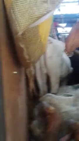 आमस टोल गेट पर NL01AA4356कटेंनर से विहिप विभाग प्रमुख ने 43गौवंश दो तस्कर प्रशासन को कानूनी कारवाई के लिए सौंपा