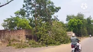 पतरातू: भुरकुंडा के सीसीएल जीएम मुख्यालय के समीप बिजली के तार पर गिरा पेड़, बिजली बाधित