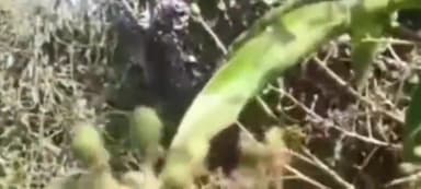 खुंडियां: चंगर क्षेत्र में हजारों आम व फलदार पेड़ पौधों पर रोग का साया, किसान व बागबान परेशान