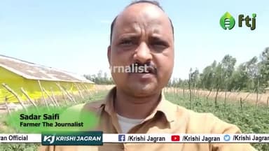 Tamatar ki Kheti: टमाटर की खेती कर कमा सकते है अच्छा मुनाफा, जानें कैसे करें खेती
 #tomatofarming #tomato #agriculure