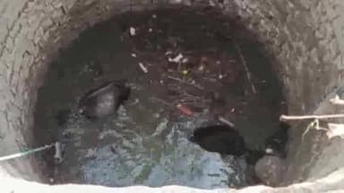 बीना: ग्राम रुसल्ला में दो सांड कुएं में गिरे, रेस्क्यू कर गौ सेवा समिति ने हाइड्रा की मदद से बाहर निकाला