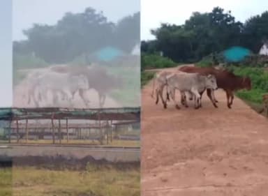 खैरागढ़: वनांचल के गड़ाघाट में पशुधन विकास पर आयोजन हुआ ।#पशुधन #खैरागढ़