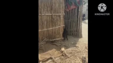 ठकराहा: लौकरिया में 6 साल की बच्ची से रेप की कोशिश,आम देने के बहाने बगीचा ले गया,गले पर चाकू रख किया प्रयास,आरोपी गिरफ्तार