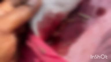 मिहींपुरवा: नानकपुरवा गांव में किसान पर बाघ ने किया हमला, किसान गंभीर रूप से हुआ जख्मी