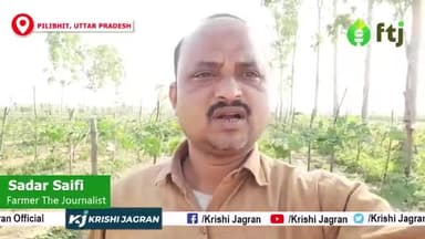 काली तोरई की खेती कर 6 महीने तक लाखों की कमाई कर सकते है किसान
#toraifarming #agricluture #farmers #farming